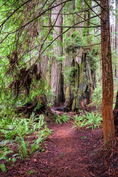 Trilha para a Floresta Redwood — Fotografia de Stock