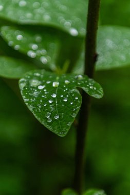 Su damla yaprak üzerinde kapat