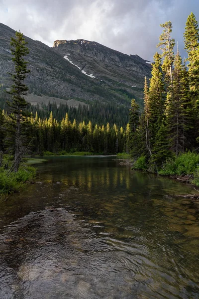 Water Level of Pine Trees Lining River — Stock Photo, Image