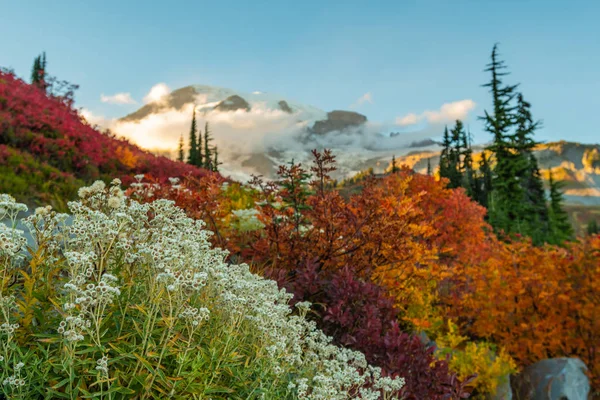 Flores brancas e cores da queda na frente do Monte Rainier — Fotografia de Stock