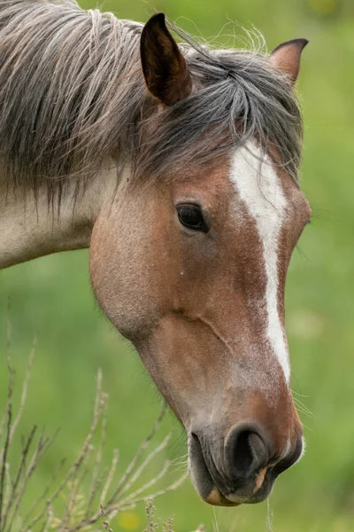 Wild Horse Head Close Up