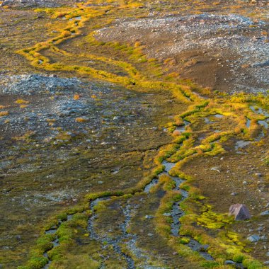 Parlak yeşil grasses hattı Streams