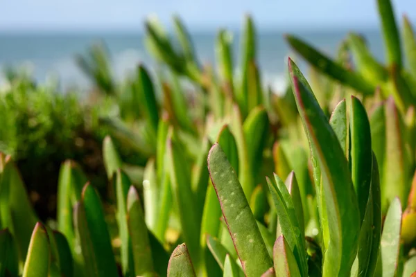 Gros plan sur les plantes herbacées marines — Photo