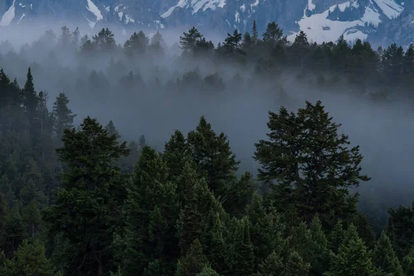 Nebbia si deposita nella foresta sempreverde — Foto Stock