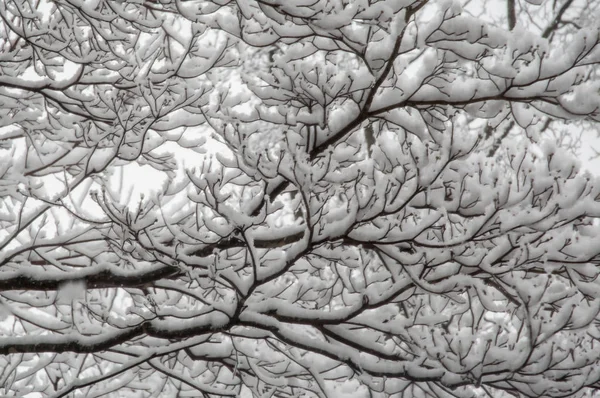 Neve em ramos — Fotografia de Stock