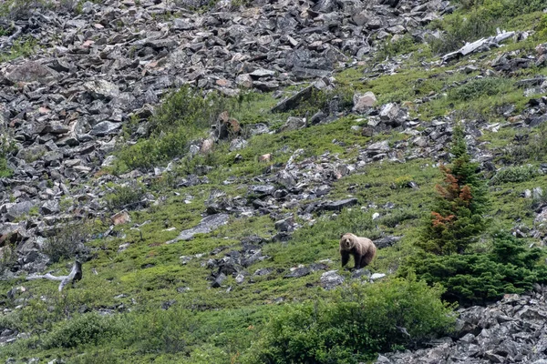 Grizzly se tient sur le versant de la montagne — Photo