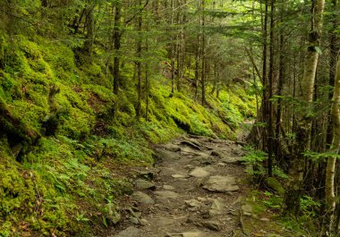 Yosun Kayalık Trail boyunca Orman Yamacı kapsar