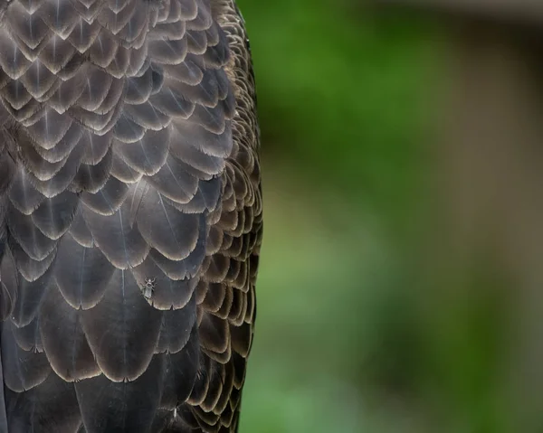 Piume del corpo dell'aquila calva con spazio di copia — Foto Stock