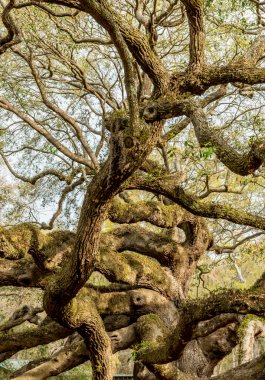 Canlı Meşe Ağacının Dalları