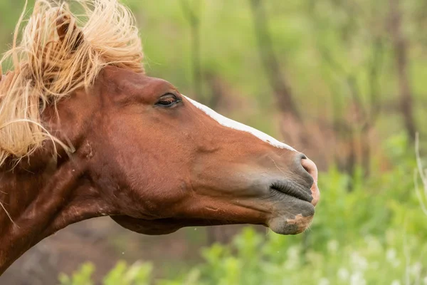 Schudden hoofd van Wild Horse — Stockfoto