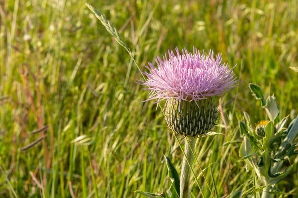 Sun Shines on Purple Thistle — Stock Photo, Image