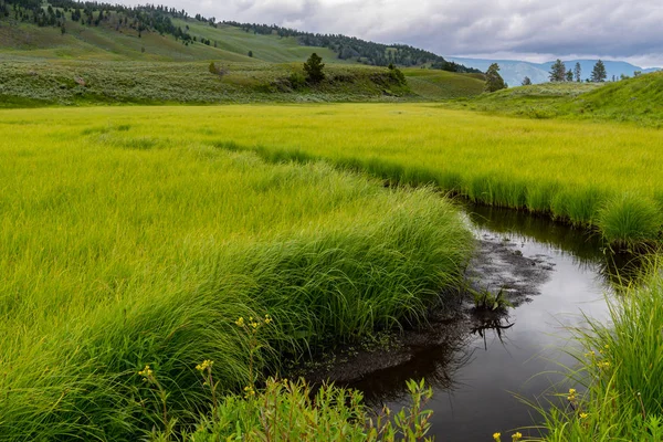 Small Creek Winds Through Thick Field Stock Image