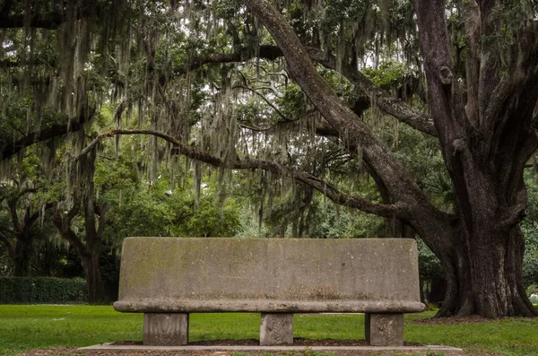 Bench in Live Oak Grove — Stock Photo, Image