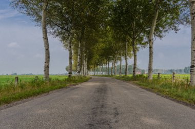 Hollanda'da huş çizgili arazi
