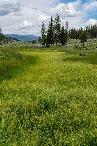 Waves of Summer Grass in Wyoming — Stock Photo, Image