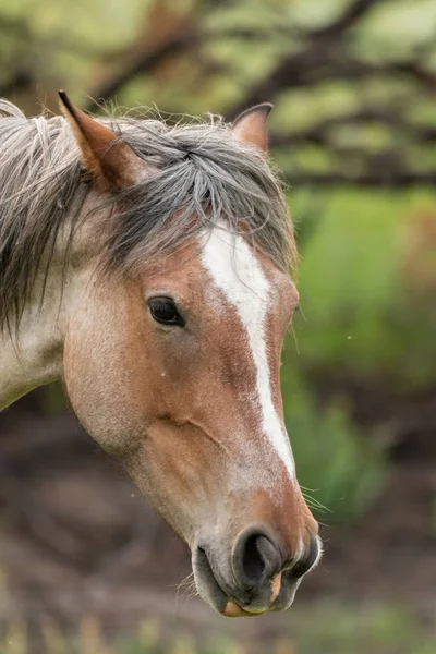 Wild paard hoofd — Stockfoto