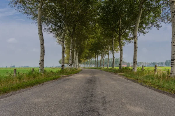 Birch lined land in the Netherlands — Stock Photo, Image