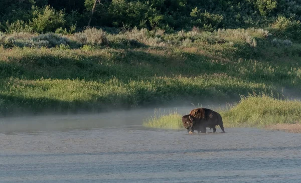 Bison Walks Into The LIttle Missouri River