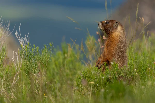 Nyfiken Marmot står upp i tjockt fält — Stockfoto
