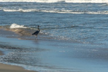 Pasifik Okyanusu'nun Sığ Sularında Heron Wades