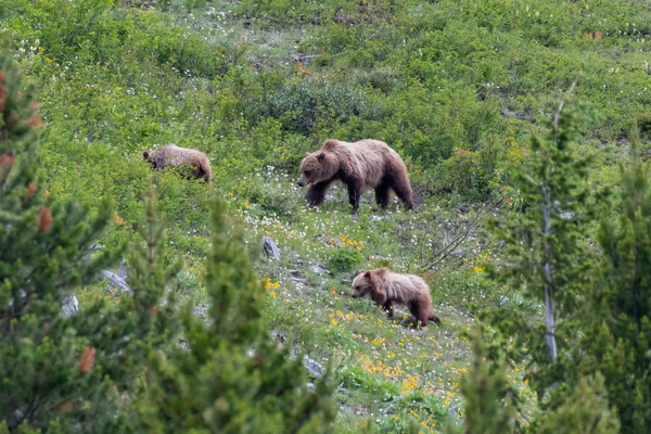 Grizzly mère et deux oursons sur la pente de la montagne — Photo