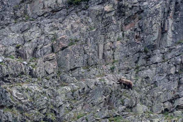 Grizzlys an Felswand — Stockfoto