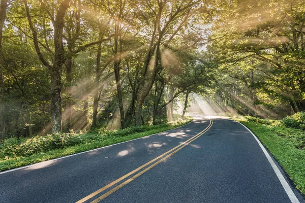 Bright Shafts of Light in Tangle of Trees — Stock Photo, Image