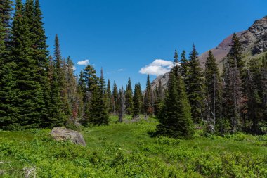 Montana Wilderness'teki Yemyeşil Vadi