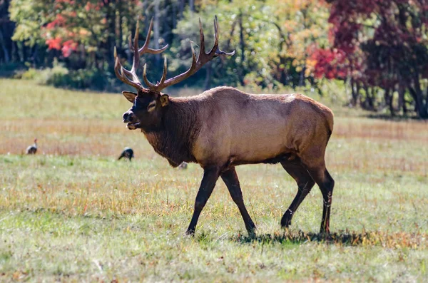 Bull Elk syksyn pellolla luonnonvaraisten kalkkunoiden kanssa — kuvapankkivalokuva