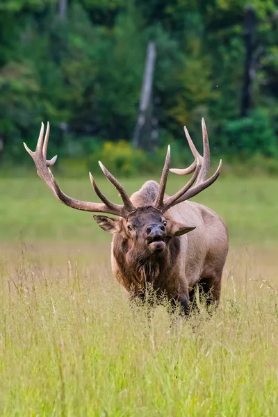 Bull Elk försvarar sitt harem — Stockfoto