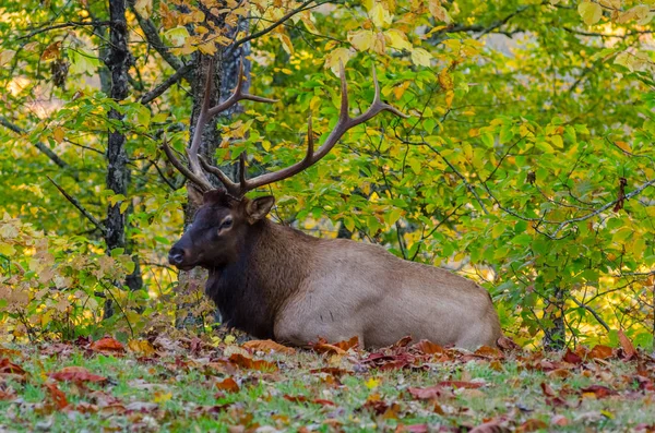 Bull älg om i fallna löv — Stockfoto