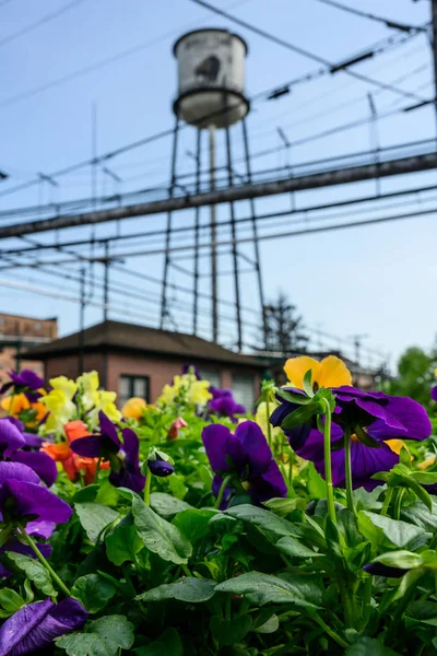Flores de mayo en Buffalo Trace —  Fotos de Stock