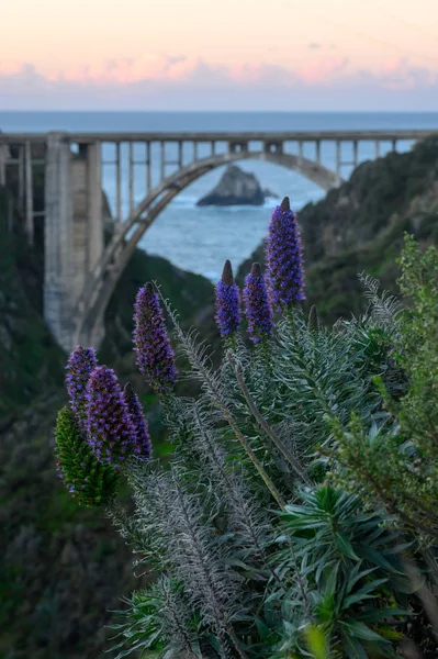 Morning Light Over Purple Flowers and Bixby Bridge — Stock Photo, Image