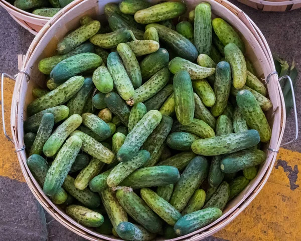 Bushel de Pepinos em um mercado de agricultores — Fotografia de Stock