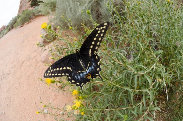 Papillon dans le désert — Photo