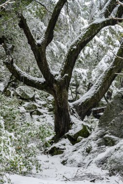 ağaç dalları karda