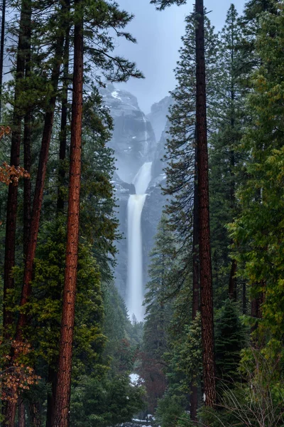 Towering Pines and Lower Yosemite Falls In Winter — Stock Photo, Image