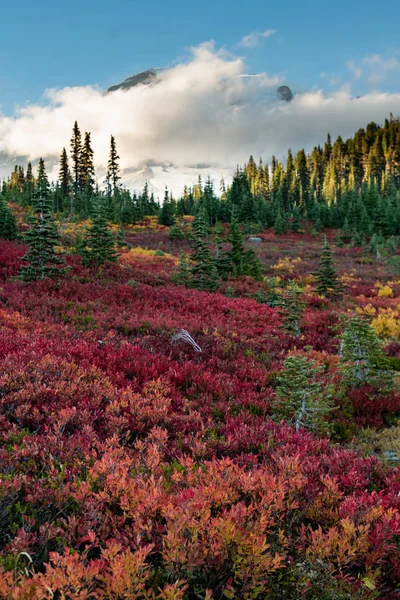 Podzimní barvy krytí pole mezi stromy — Stock fotografie