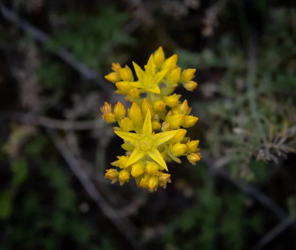 Goccia di pietra gialla Wildflower Bunch — Foto Stock