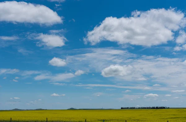 Gelbes Feld in Montana — Stockfoto