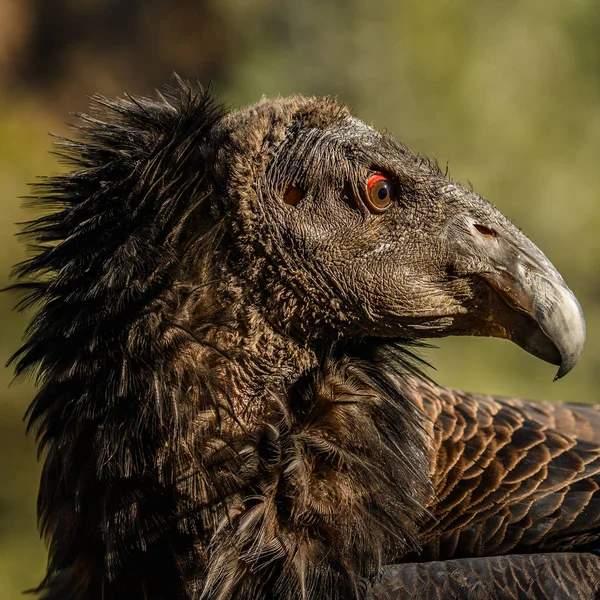 California Condor regarde en arrière — Photo