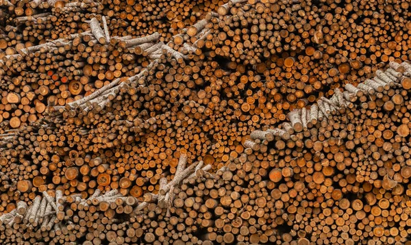 Layers of Logs Drying Before Milling — Stock Photo, Image