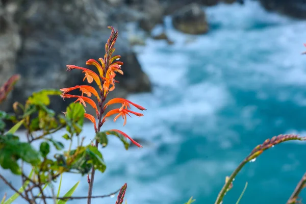 Orange Wildflower blommar framför Stilla havet — Stockfoto
