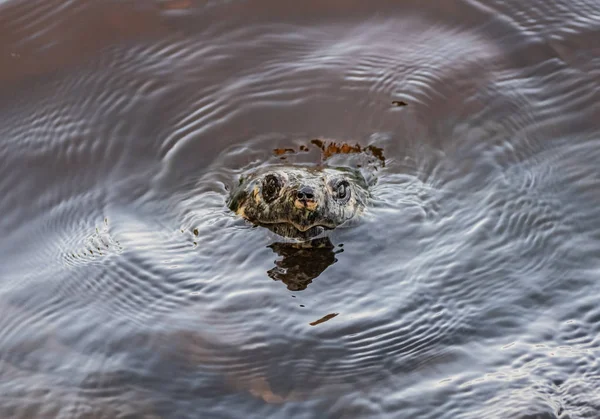 Snapping Turtle brise la surface — Photo