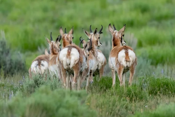Tail of Pronghorn Antelopes