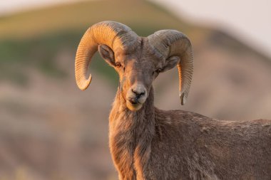 Bighorn Koyun Sabah Otlatma sonra Dudaklar Licks