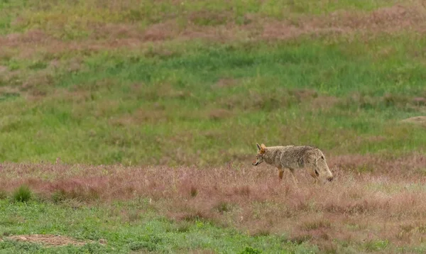 Kojote spaziert durch prarie dog town — Stockfoto