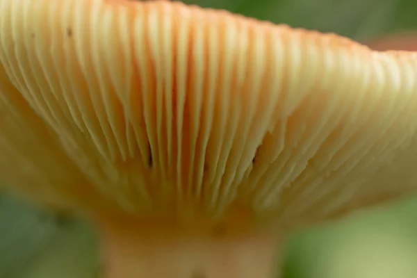 Detail of Ripples in Underside of Mushroom — Stock Photo, Image