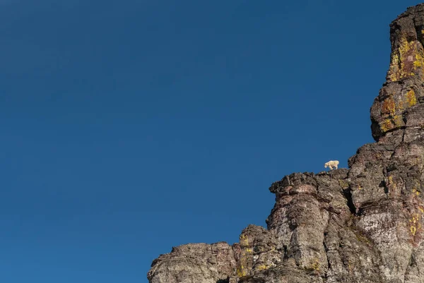 Chèvre de montagne et ciel bleu — Photo