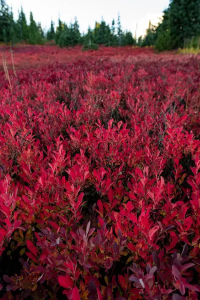 Красные листья Хаклберри перед зелеными деревьями — стоковое фото